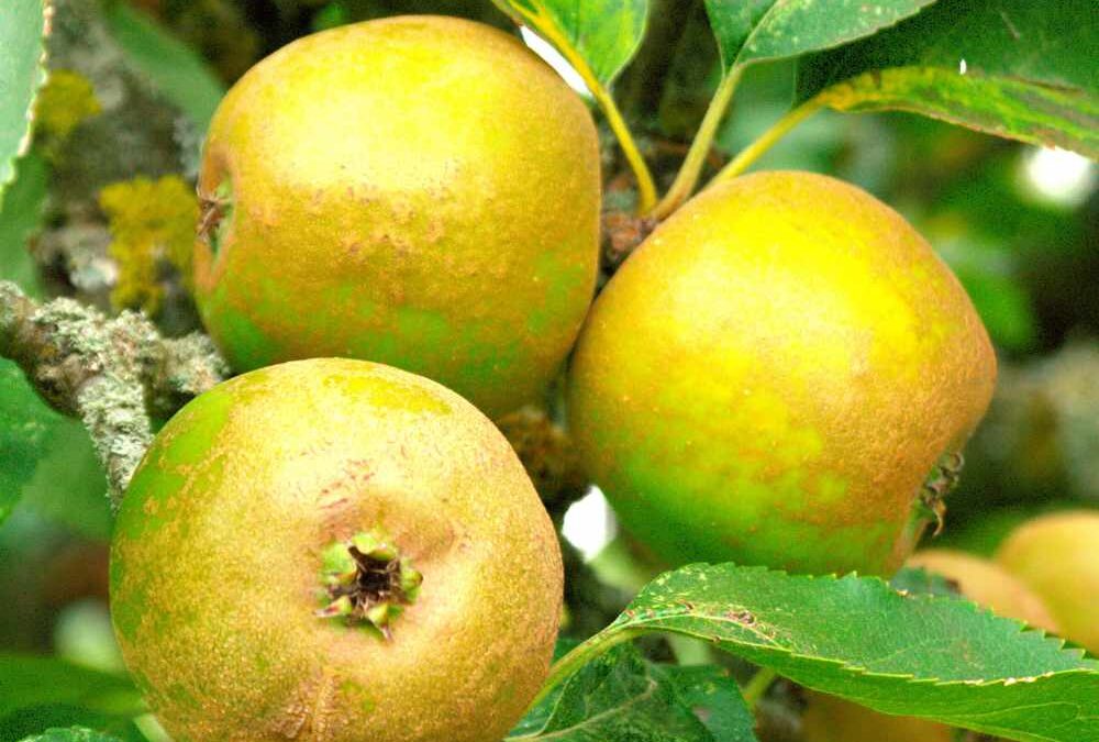 Why apples are interesting