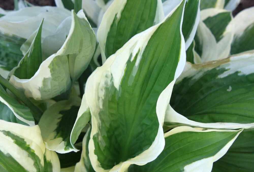 Hostas