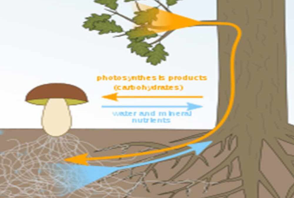 Mycorrhizal networks