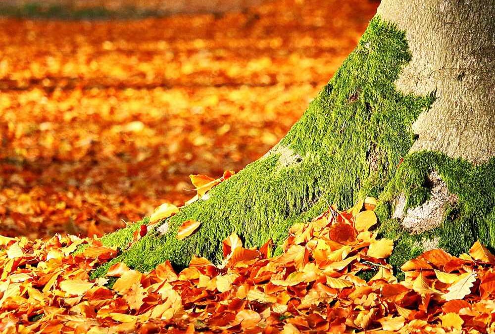 A reminder of the unpredictability of the seasons