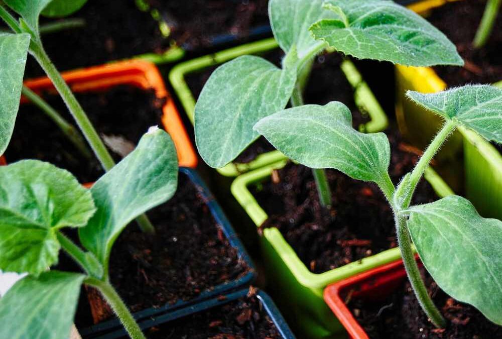 Climate-resilient gardening
