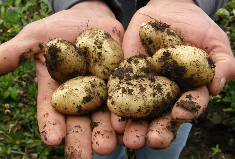 Learning to grow food competition brief 2025 – Pre School and Primary