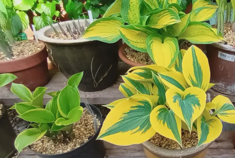 My passion for hostas – exploding the myth