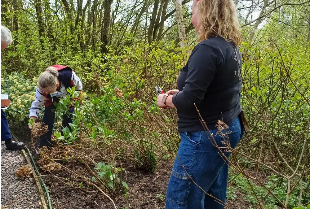 Workshop April 2025 – Pruning Hydrangeas