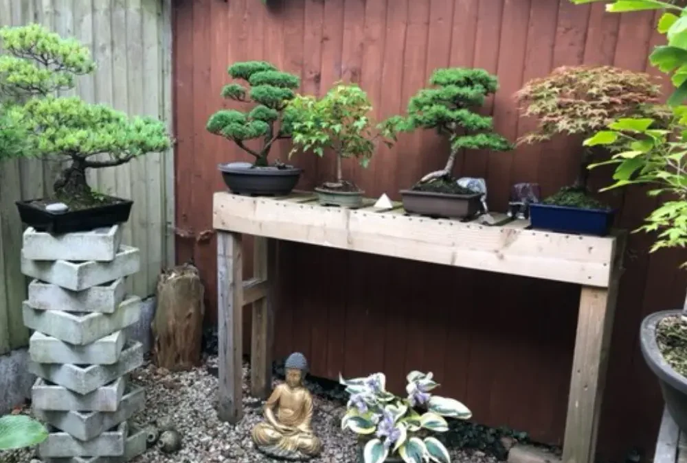 Bonsai For Beginners