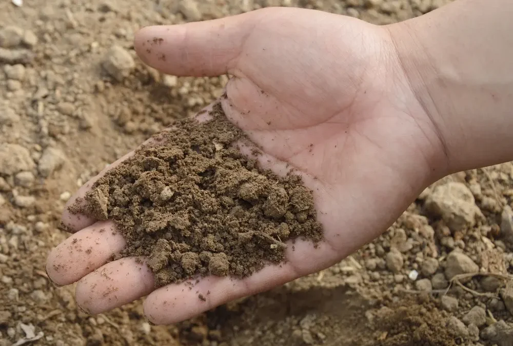 No-Dig and Organic Gardening