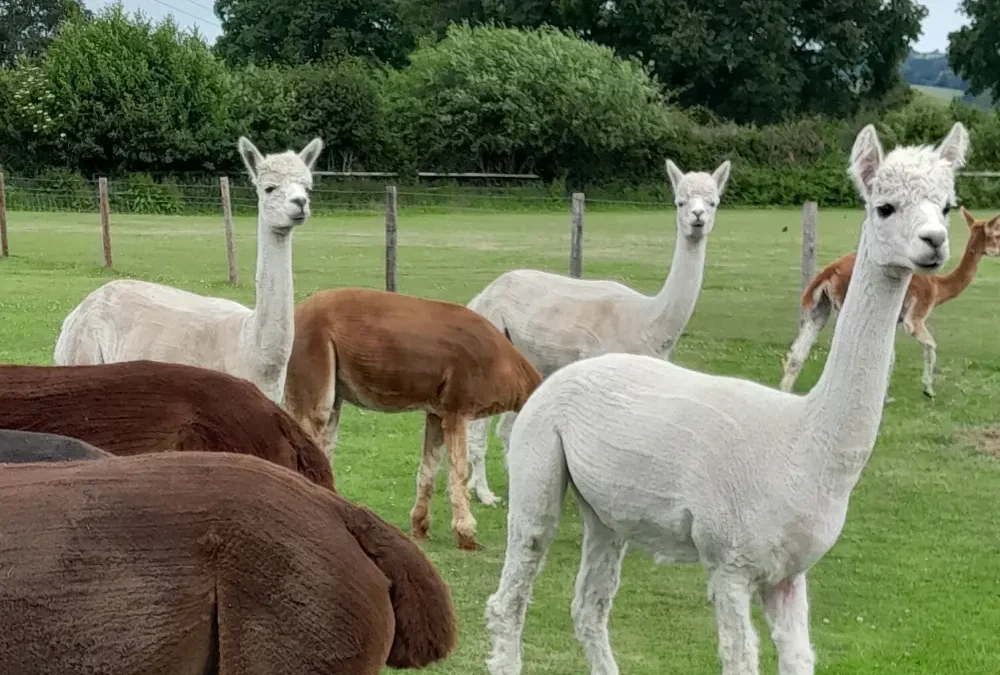 Alpacas and cut flowers