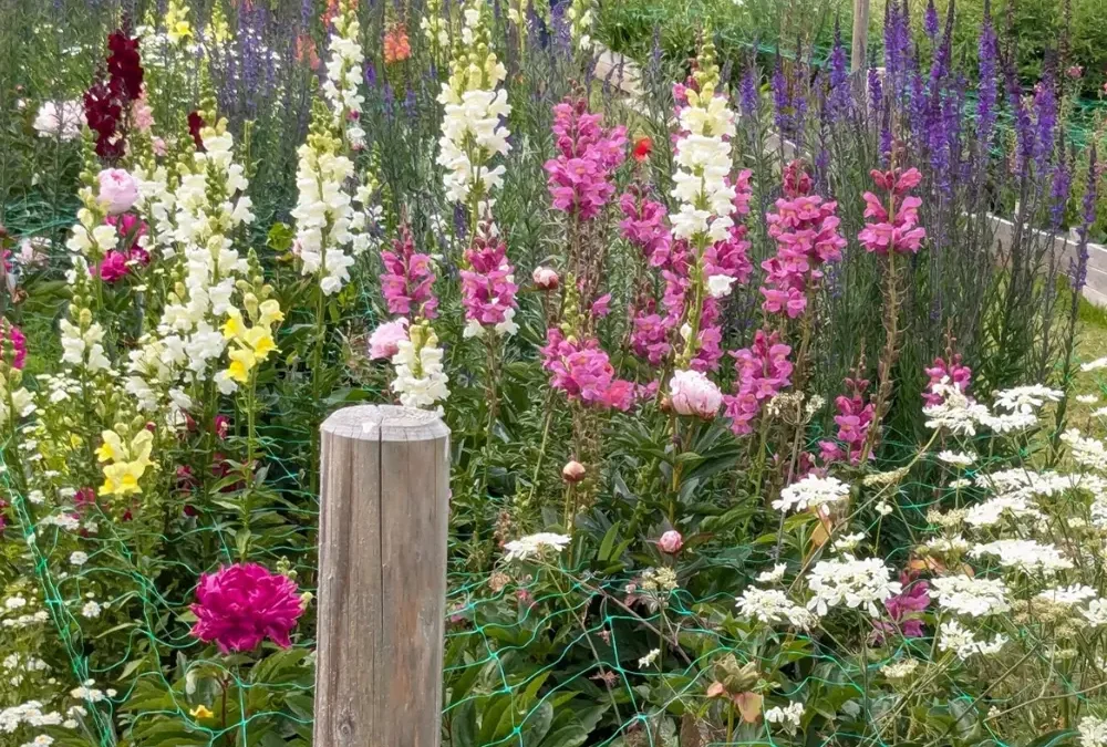 Cool Season Hardy Annuals