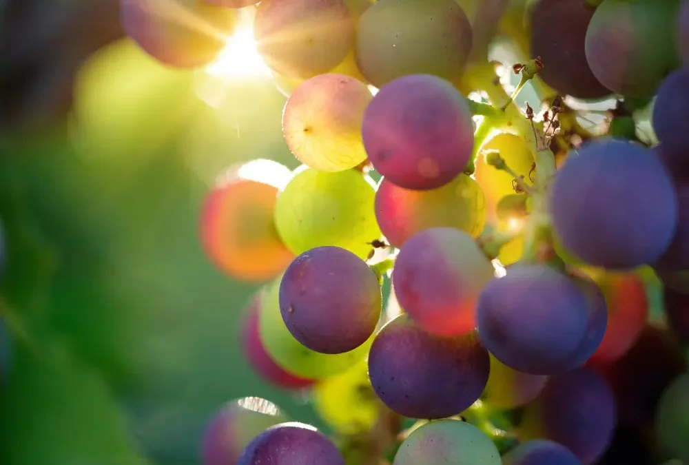 Cleobury Gardeners’ visit to Coddington Vineyard and Garden